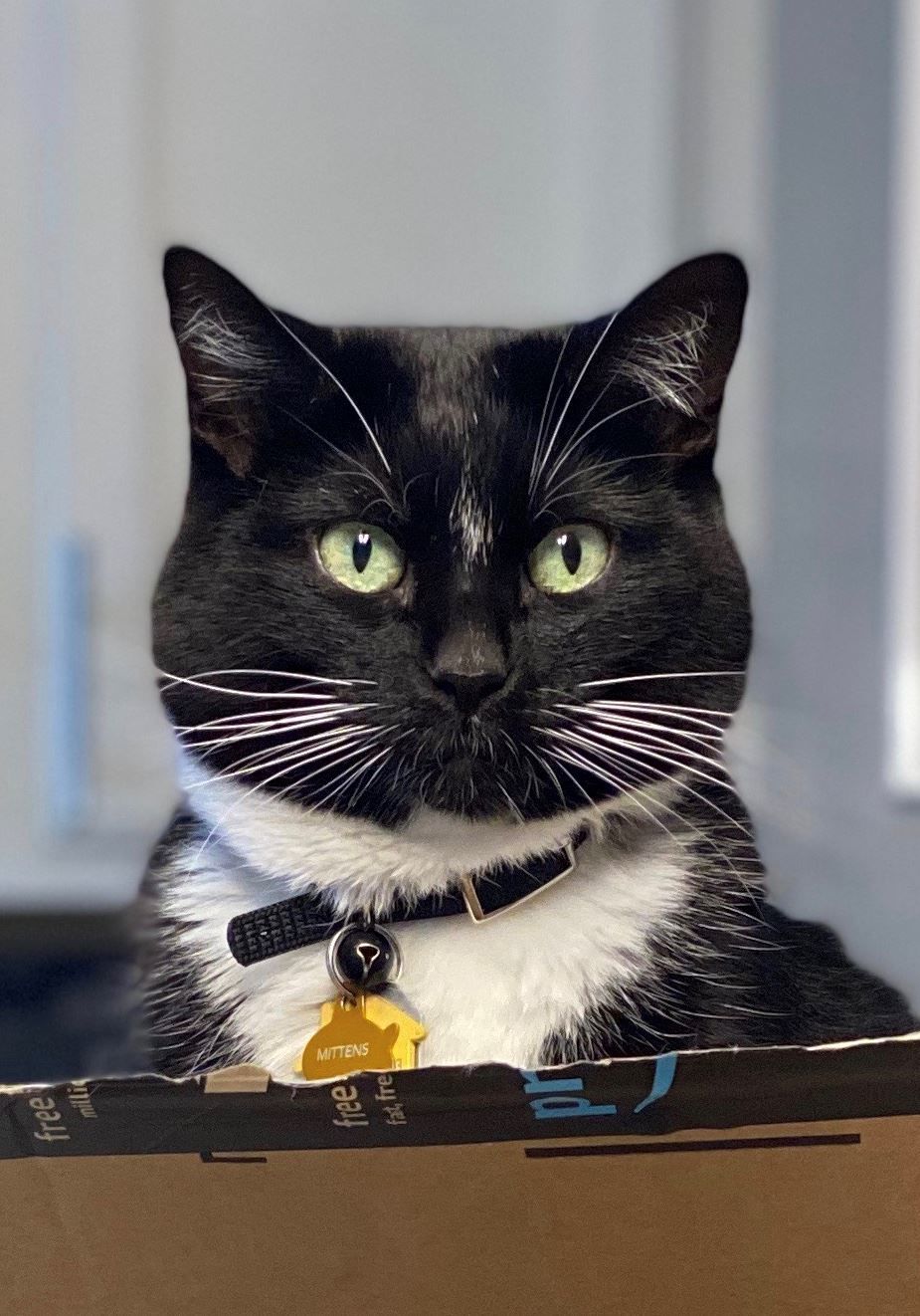 🏆 Second place cat: Mittens Mittenso